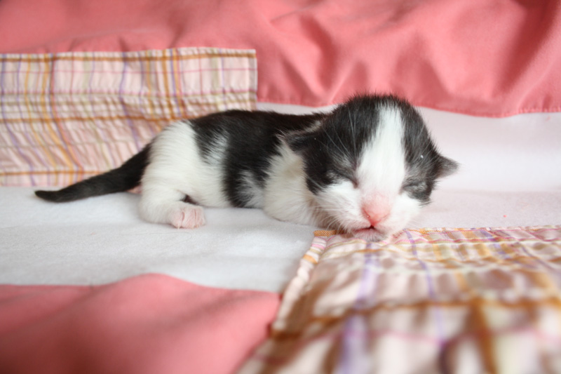 MaiThai_220412_IMG_2682_kl