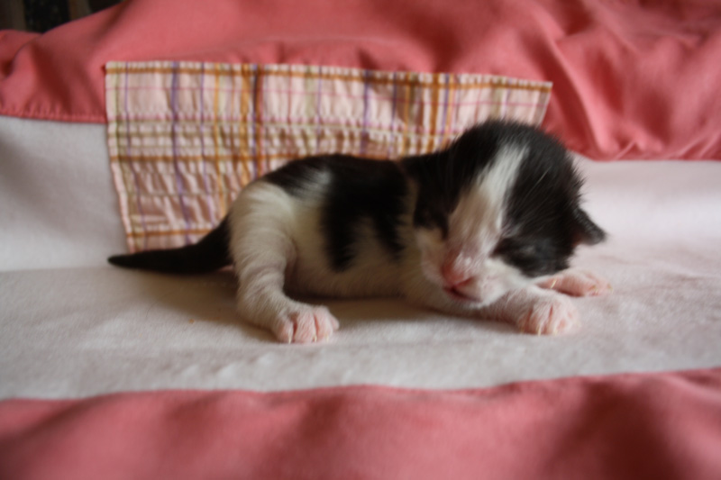 MaiThai_220412_IMG_2683_kl