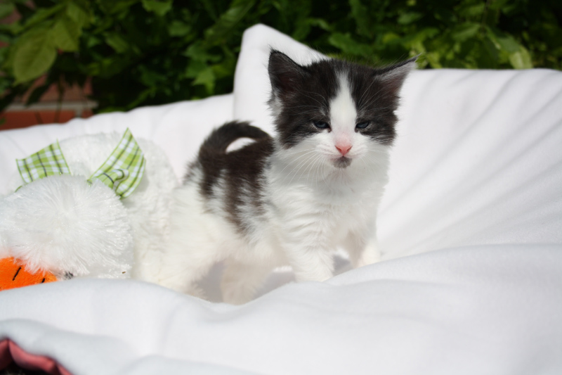 Mai_140512_IMG_2829_kl