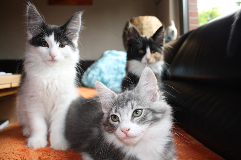 Milka_251011_IMG_2310