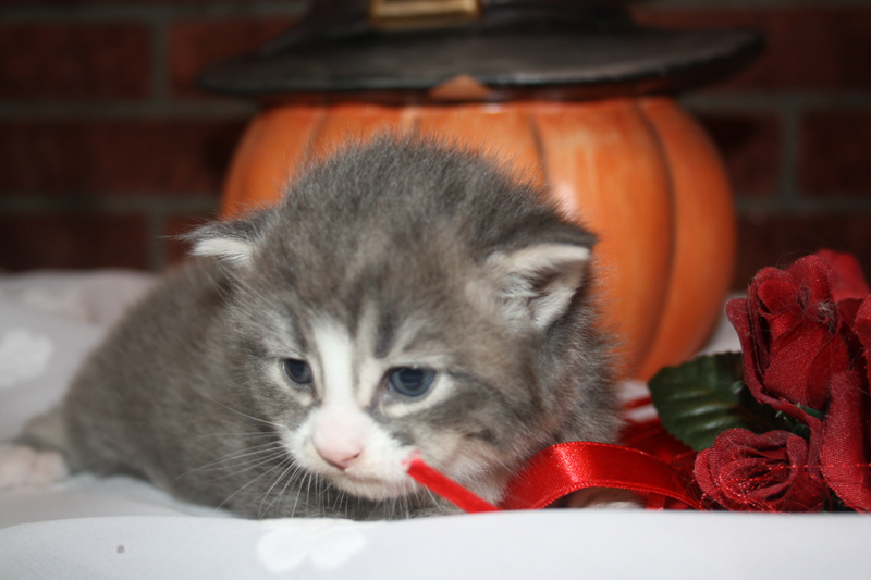 Milo_090910_IMG_0806_kl