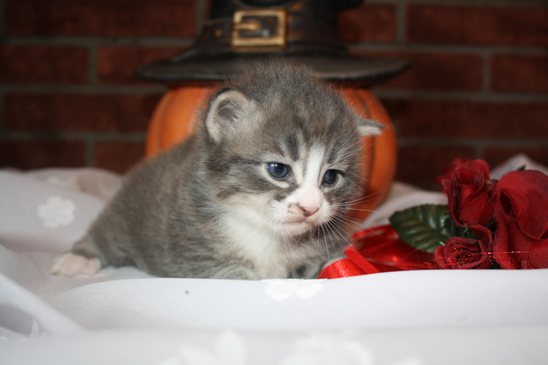 Milo_090910_IMG_0807_kl