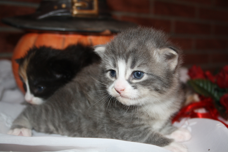 Milo_090910_IMG_0818_kl