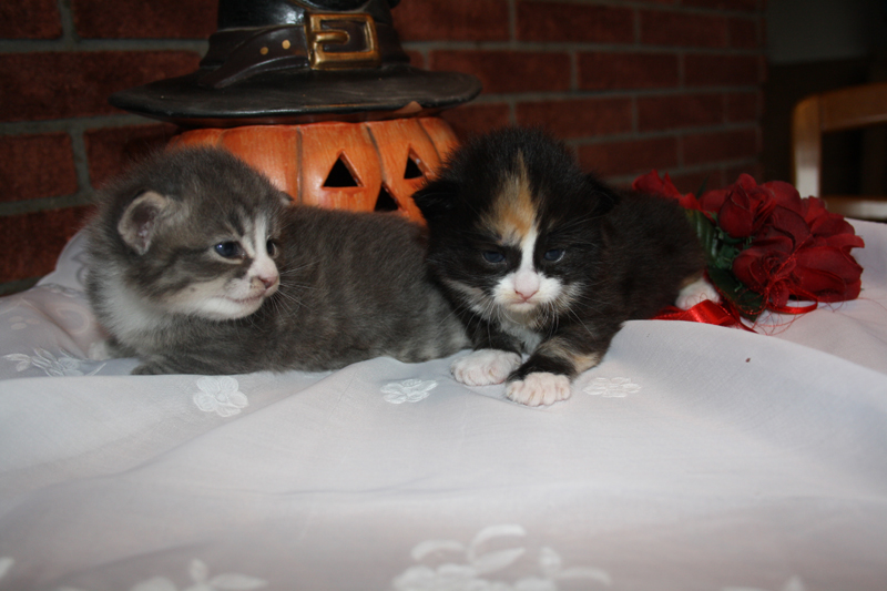 Milo_090910_IMG_0821_kl