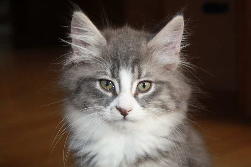 Milo_281010_IMG_1001_kl