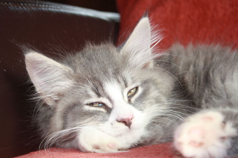 Milo_281010_IMG_1061_kl