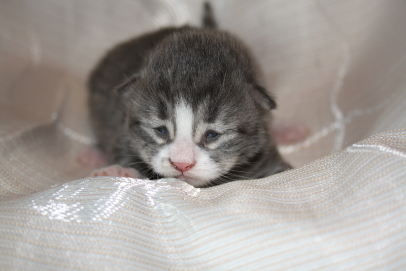 Milo_290810_IMG_0716_kl