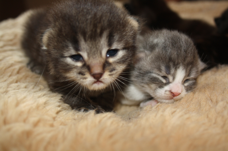 Milo_Joker_290810_IMG_0741_kl