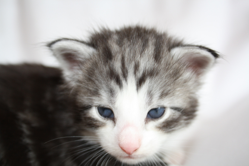 Mojito_040512_IMG_2726_kl