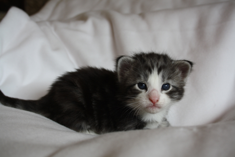 Mojito_040512_IMG_2728_kl