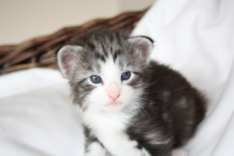 Mojito_040512_IMG_2730_kl