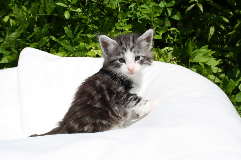 Mojito_140512_IMG_2793_kl