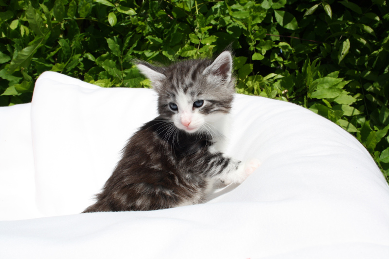 Mojito_140512_IMG_2794_kl