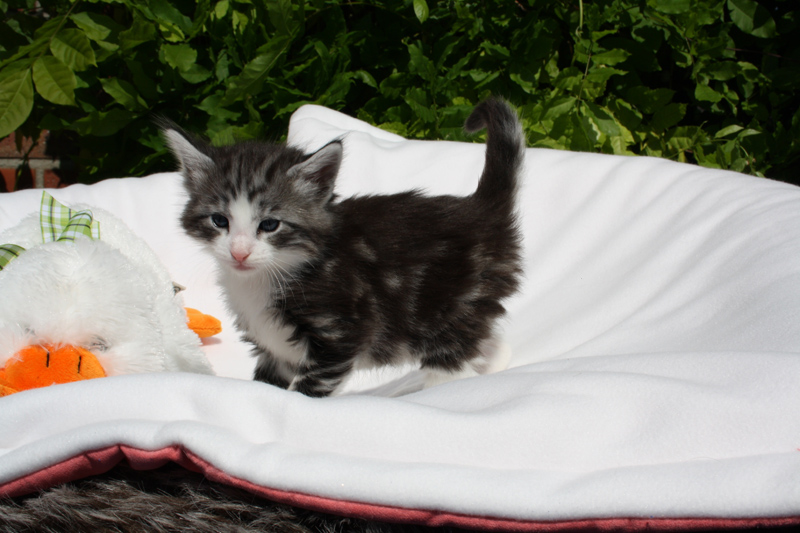 Mojito_140512_IMG_2796_kl