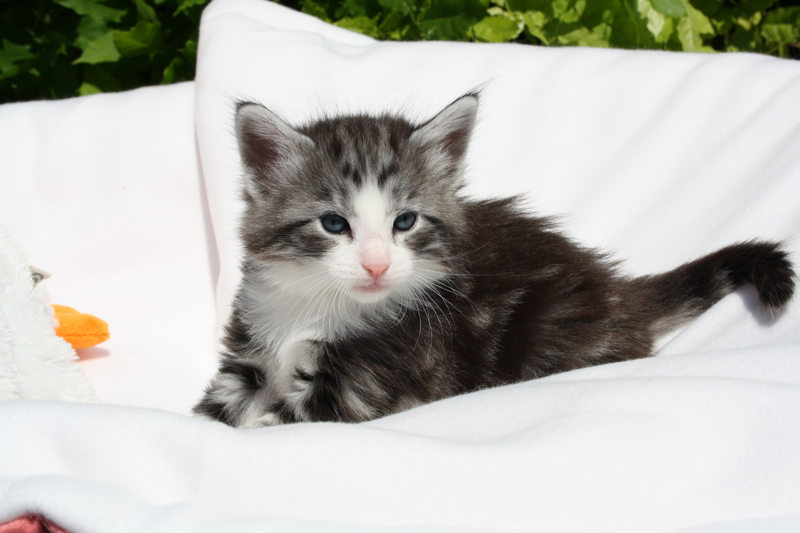 Mojito_140512_IMG_2797_kl