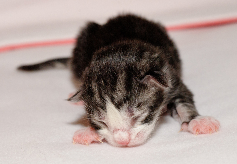 Mojito_150412_D112584_kl