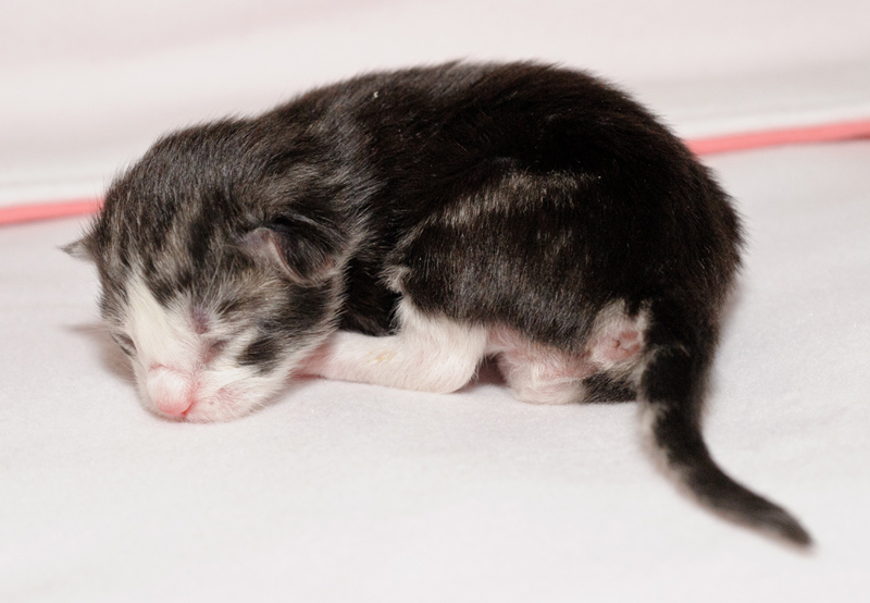 Mojito_150412_D112587_kl