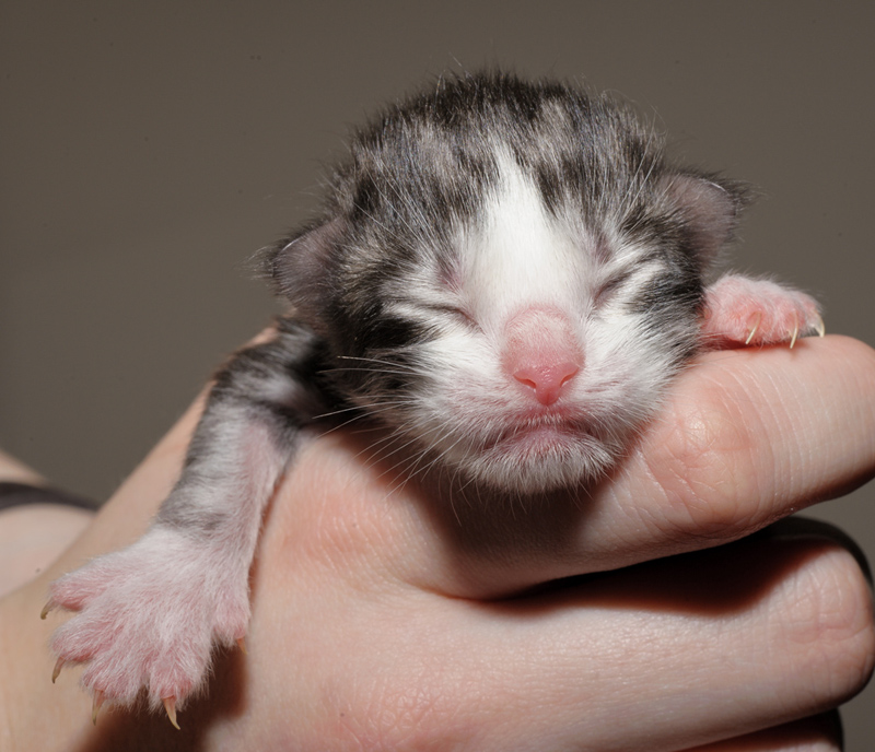 Mojito_150412_D112616_kl