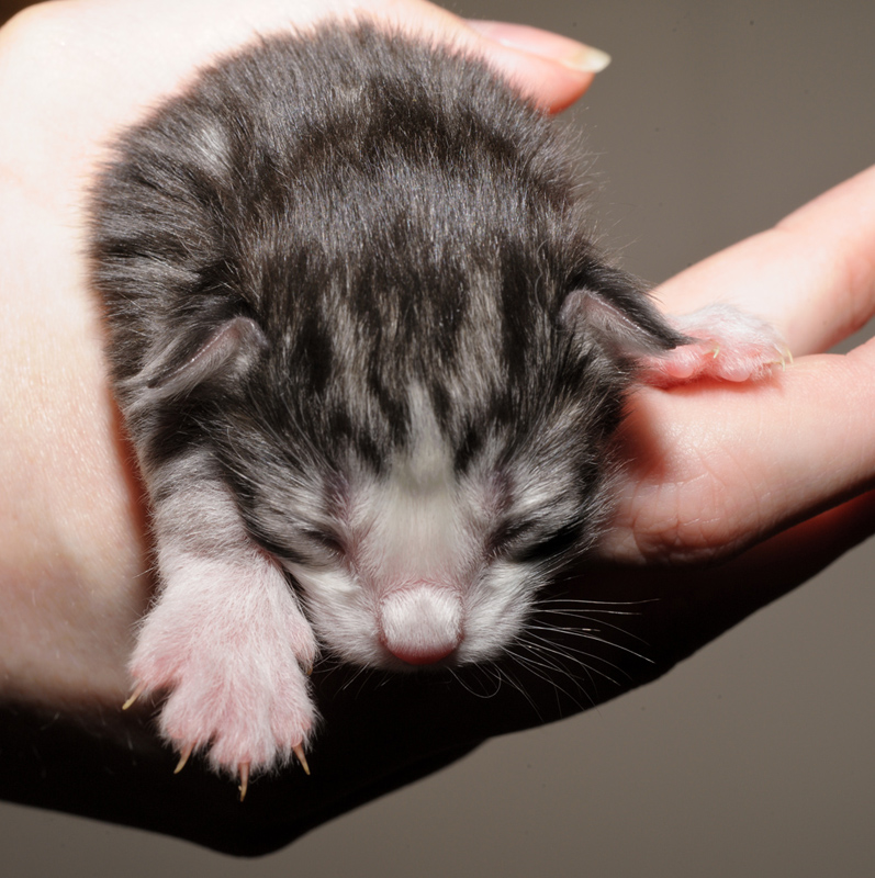 Mojito_150412_D112617_kl