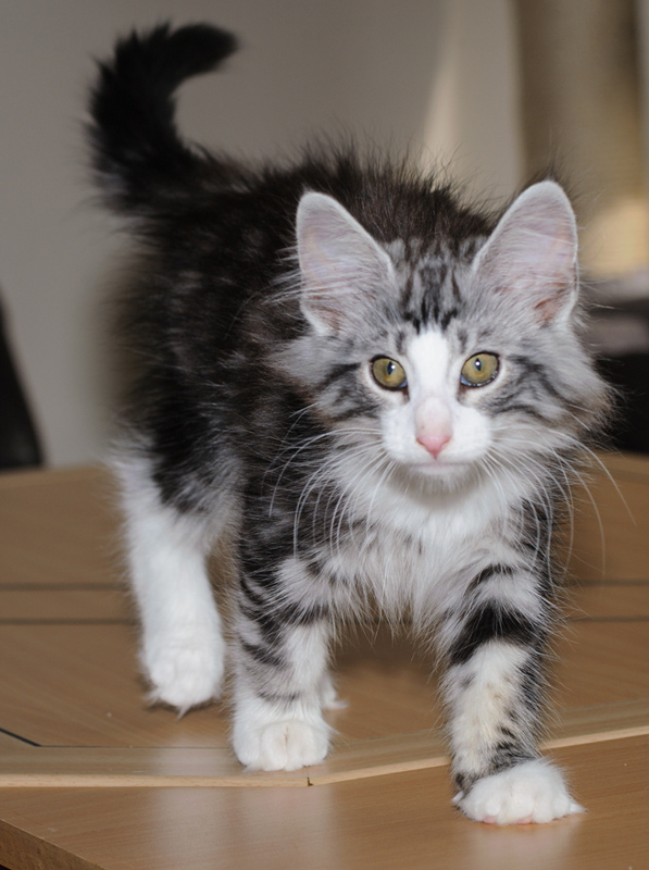 Mojito_180712_D114784_kl