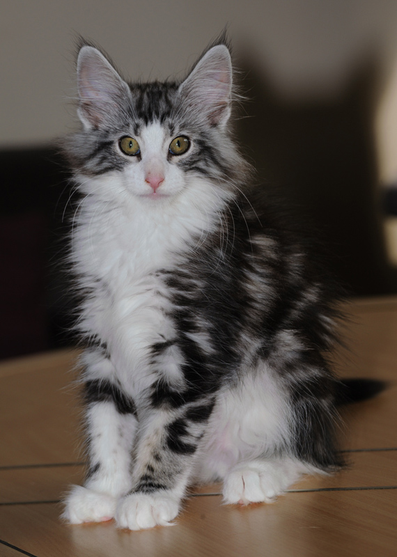 Mojito_180712_D114791_kl