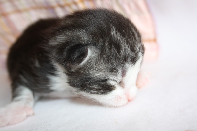 Mojito_220412_IMG_2673_kl