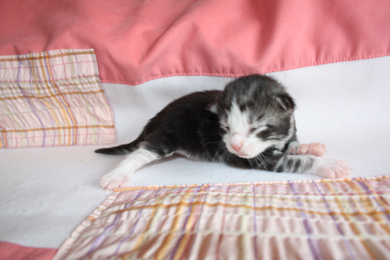 Mojito_220412_IMG_2675_kl