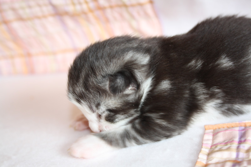 Mojito_220412_IMG_2676_kl