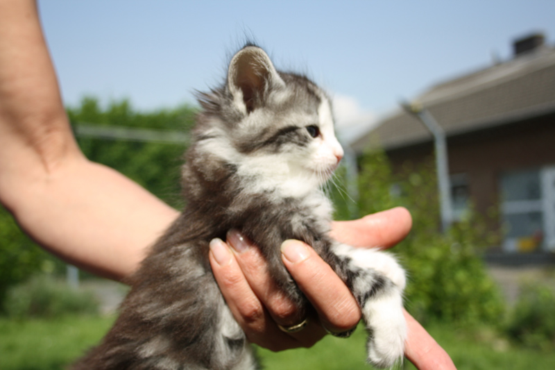 Mojito_220512_IMG_2946_kl