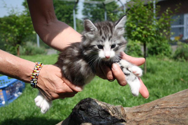 Mojito_220512_IMG_2947_kl