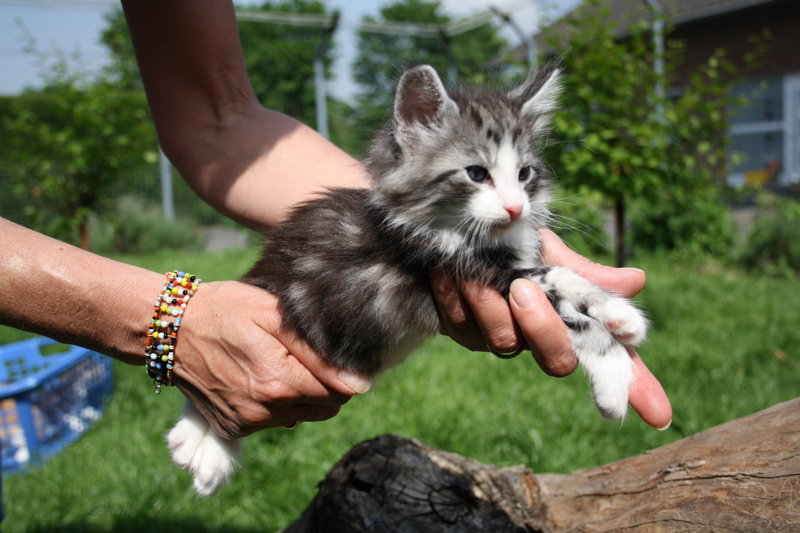 Mojito_220512_IMG_2949_kl