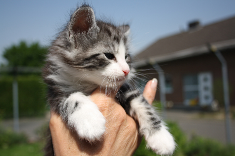 Mojito_220512_IMG_2954_kl