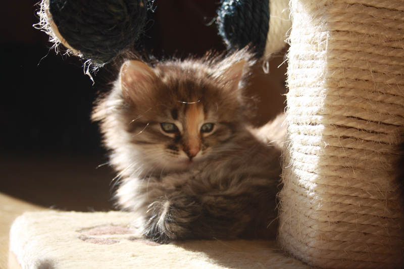 Molly_011010_IMG_0955_kl