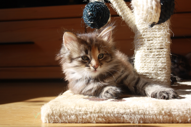 Molly_011010_IMG_0956_kl