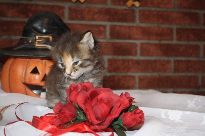 Molly_090910_IMG_0832_kl