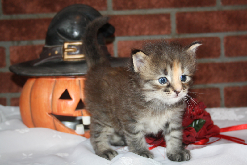 Molly_090910_IMG_0841_kl