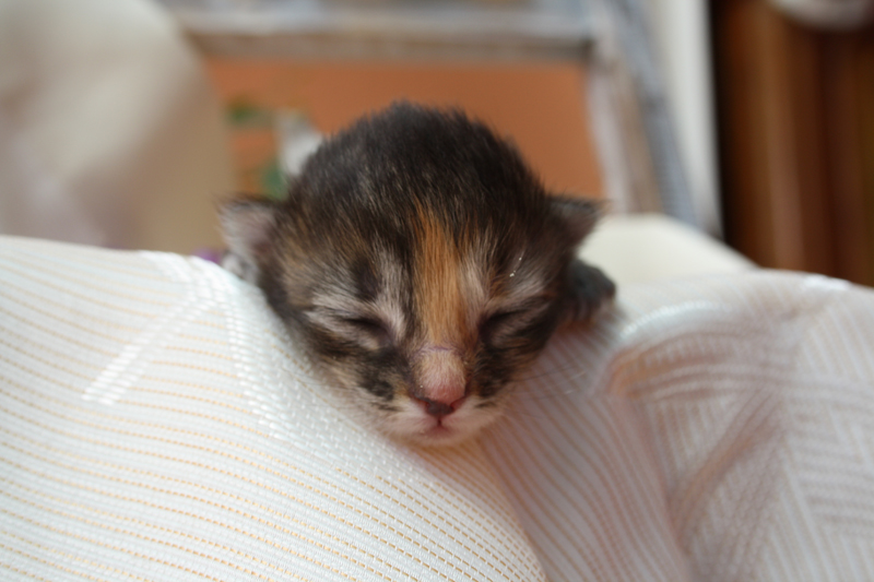 Molly_220810_IMG_0644_kl