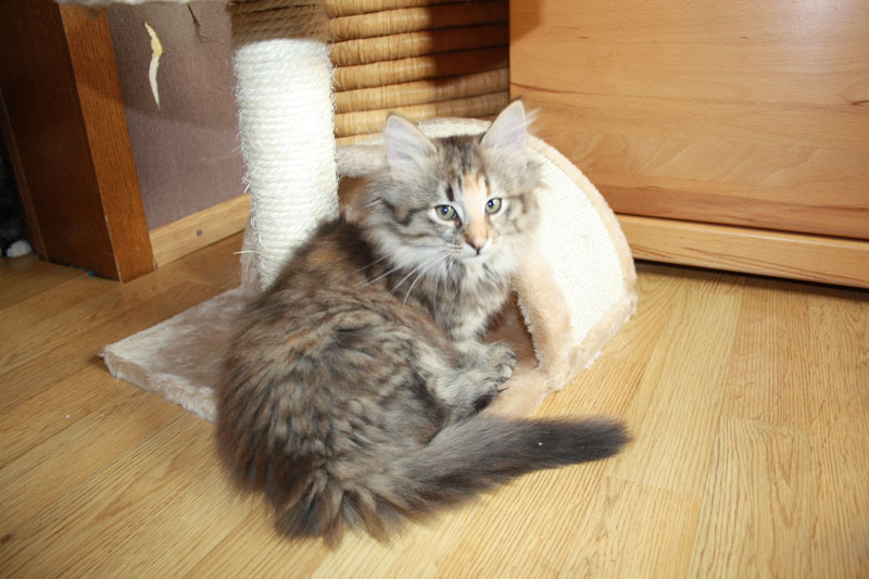 Molly_281010_IMG_0994_kl