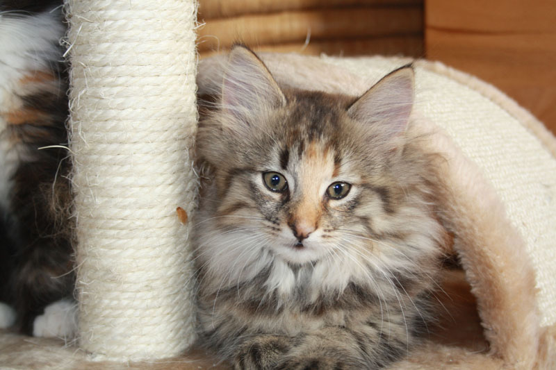 Molly_281010_IMG_0997_kl