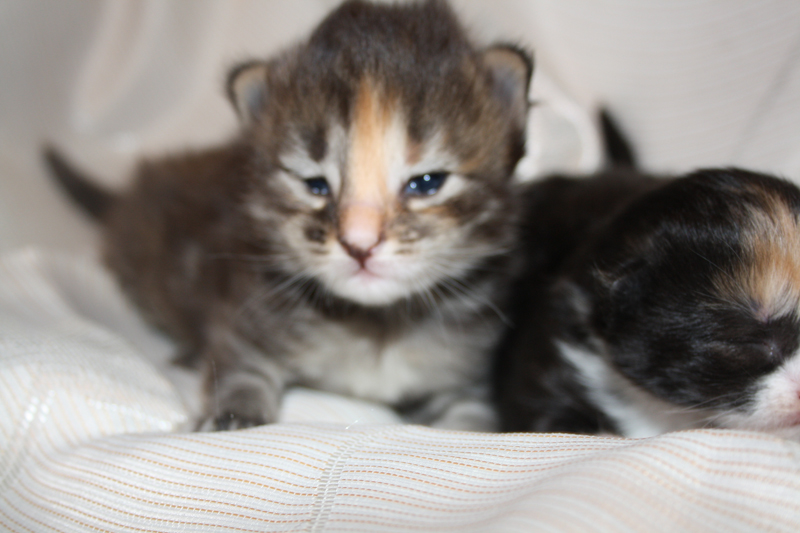 Molly_290810_IMG_0724_kl02