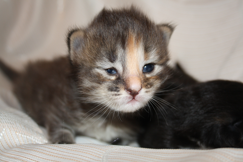 Molly_290810_IMG_0725_kl