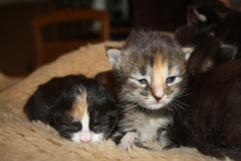 Molly_Cheyenne_290810_IMG_0743_n_kl