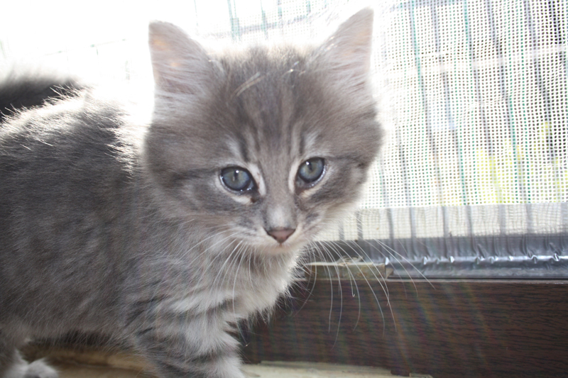 Muffin_0712_IMG_3541_kl