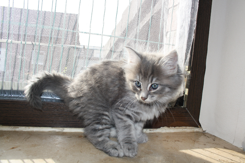 Muffin_0712_IMG_3543_kl