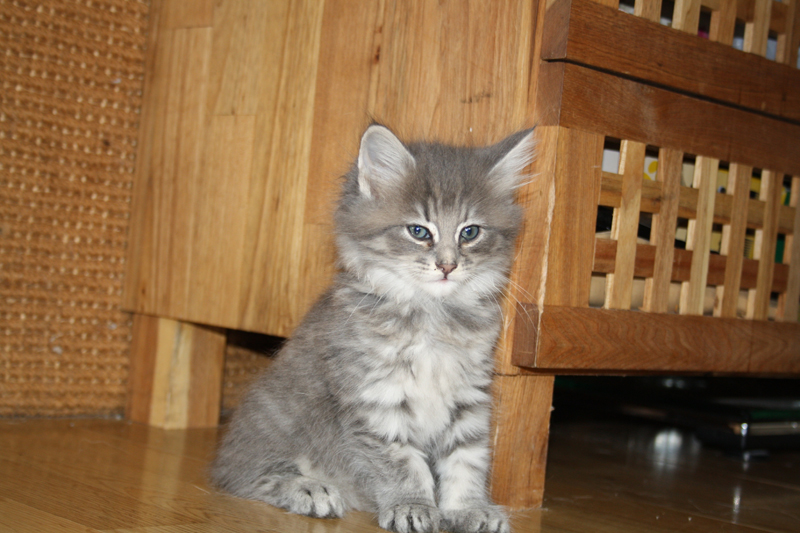 Muffin_0712_IMG_3604_kl