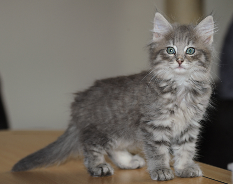 Muffin_180712_D114823_kl