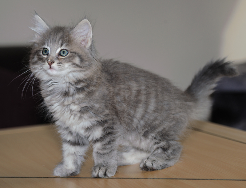 Muffin_180712_D114827_kl