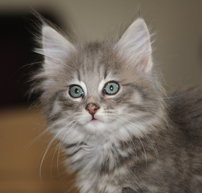 Muffin_180712_D114833_kl