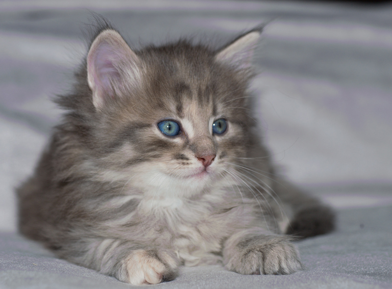 Nanouk_090611_D110987_kl