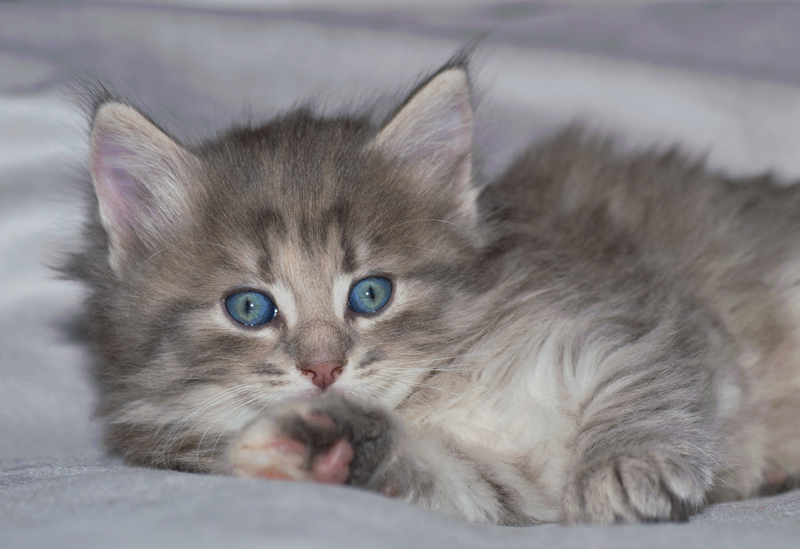 Nanouk_090611_D110990_kl